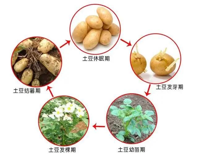 土豆怎么种植方法如下