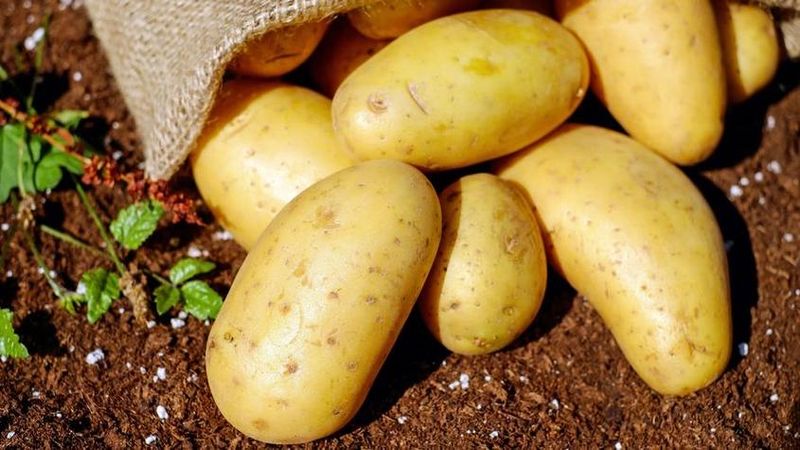 土豆怎么种植方法如下
