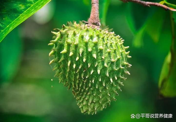 番荔枝种植技术书籍