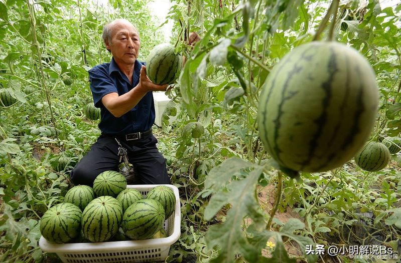 秋西瓜种植技术