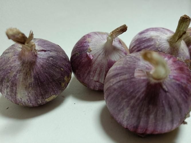 Garlic farming techniques and management