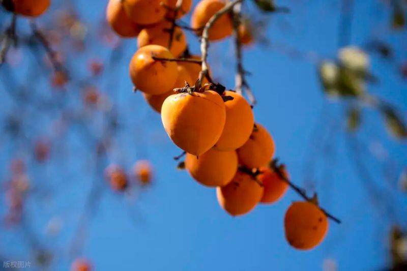 Tomato tree cultivation techniques