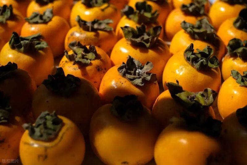 Tomato tree cultivation techniques