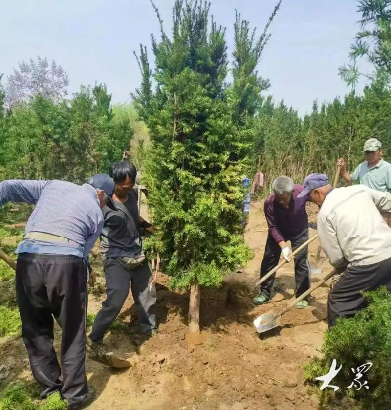 红豆杉树种植技术