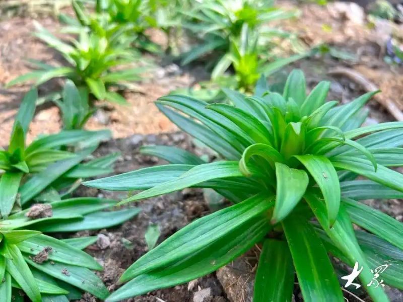 红豆杉树种植技术