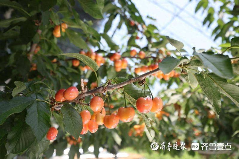 水果新品种种植