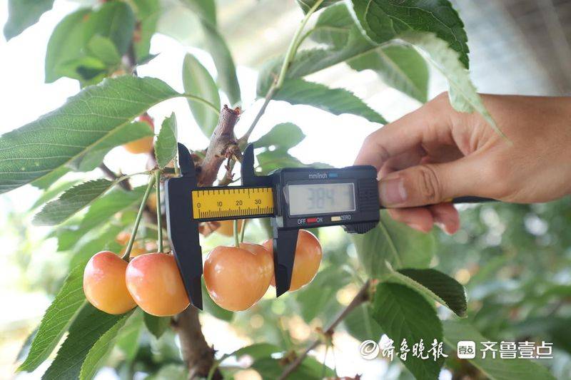 水果新品种种植