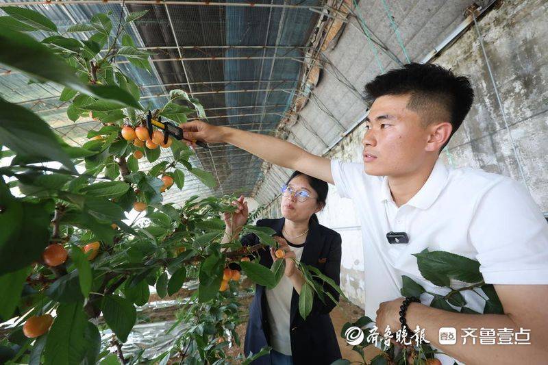 水果新品种种植