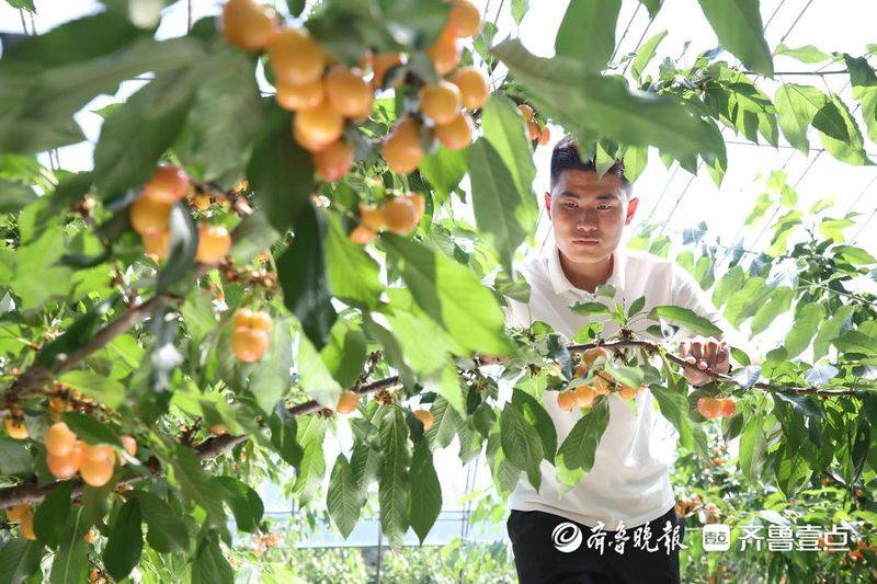 水果新品种种植