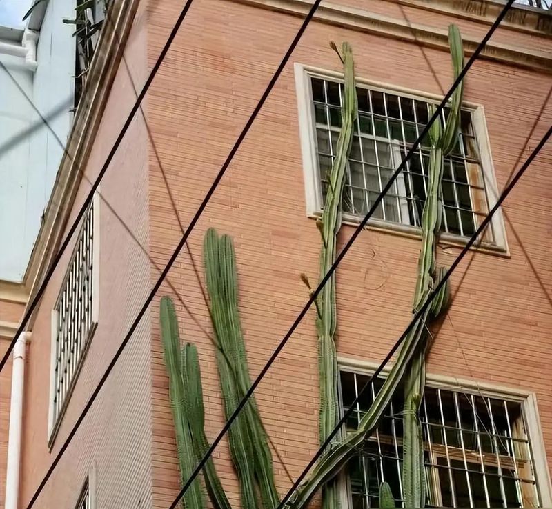 适宜室内种植的植物