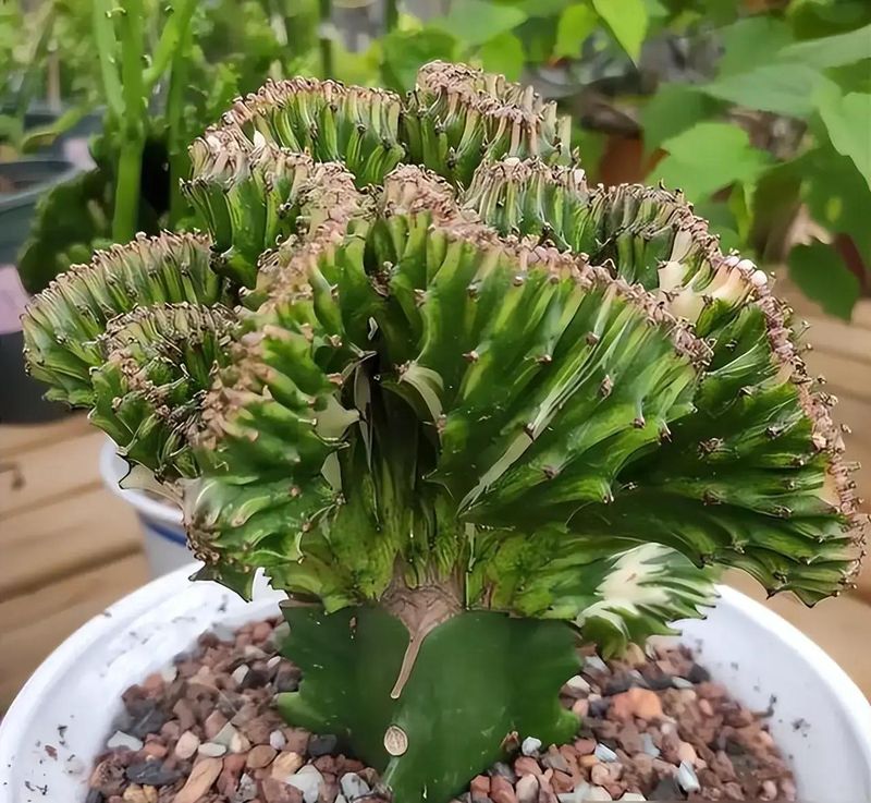 适宜室内种植的植物