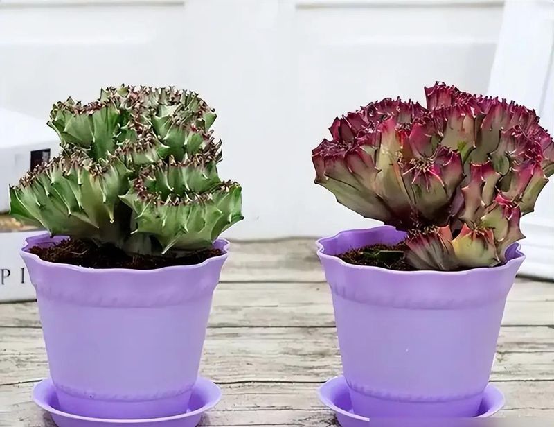 适宜室内种植的植物