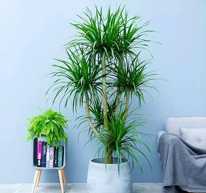 适宜室内种植的植物