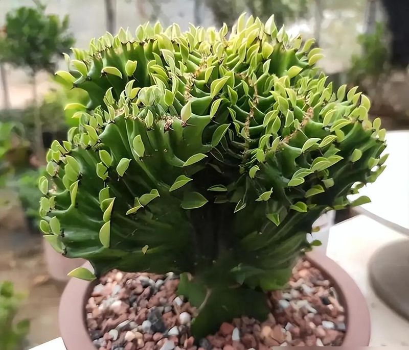 适宜室内种植的植物