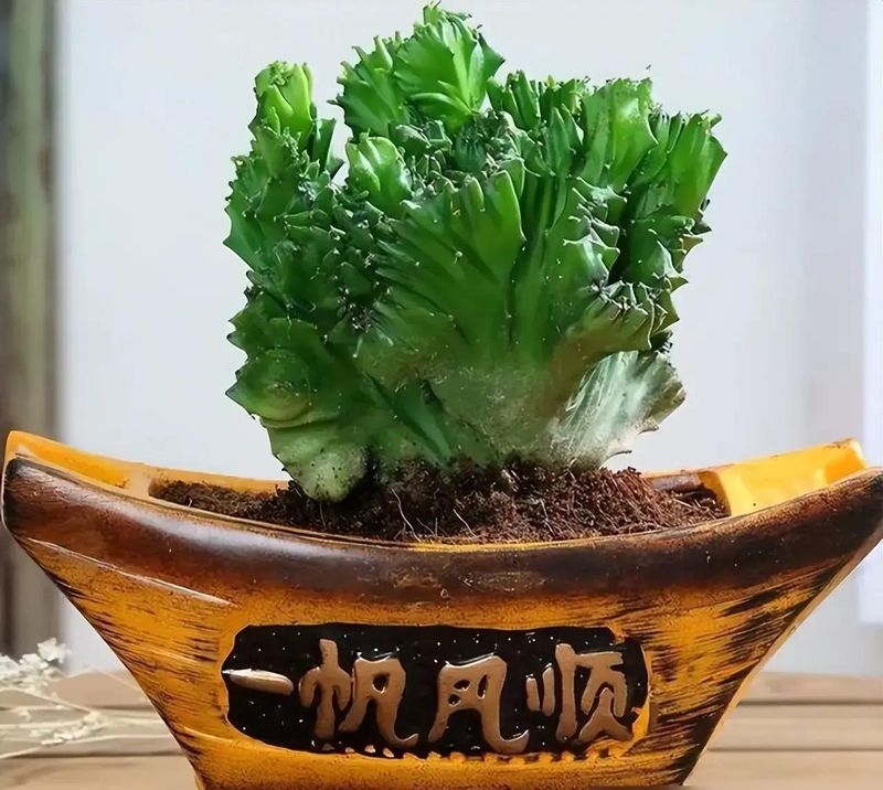 适宜室内种植的植物