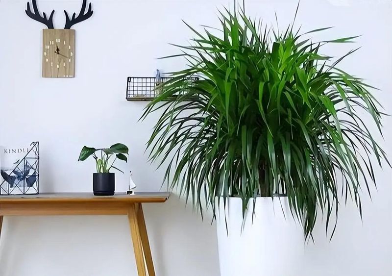 适宜室内种植的植物