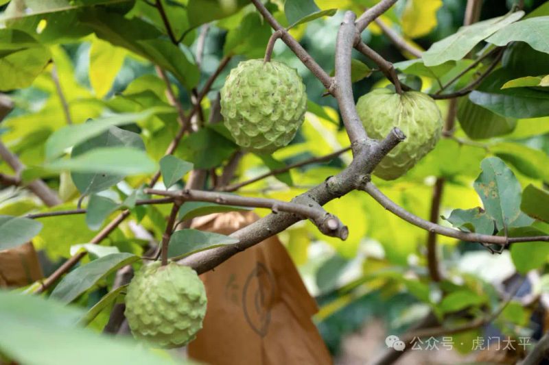 番荔枝种植技术书籍