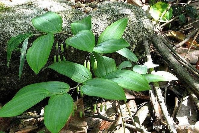 名贵中药材种植技术