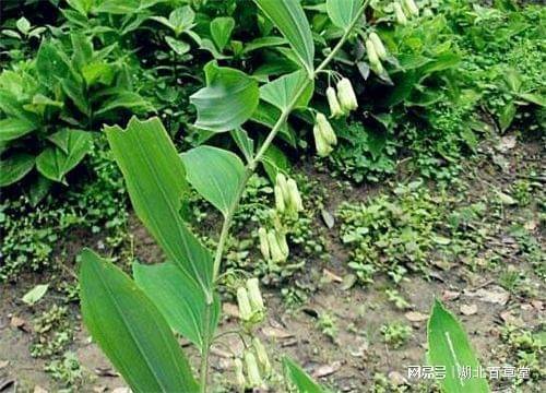 名贵中药材种植技术