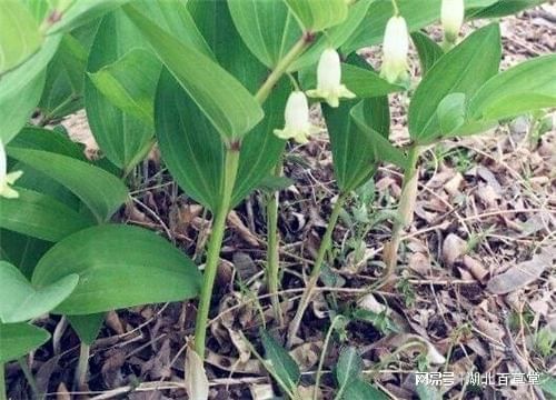 名贵中药材种植技术
