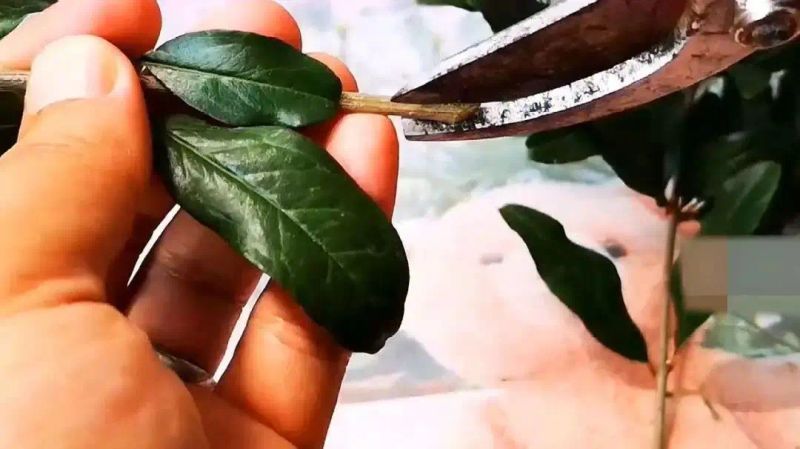 嫁接红梅树种植技术