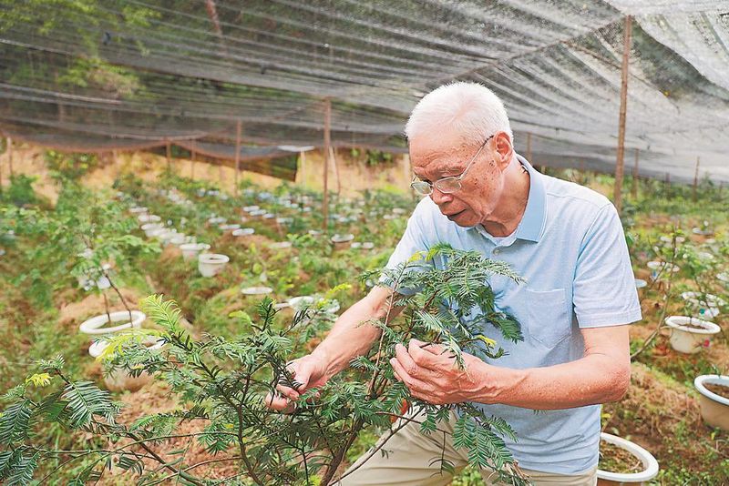 红豆杉树种植技术