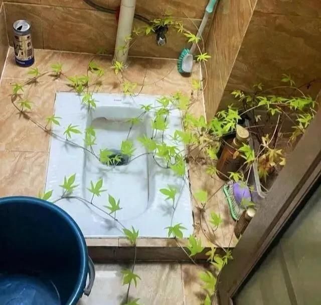 碗莲藕的种植方法水培