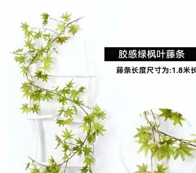 碗莲藕的种植方法水培