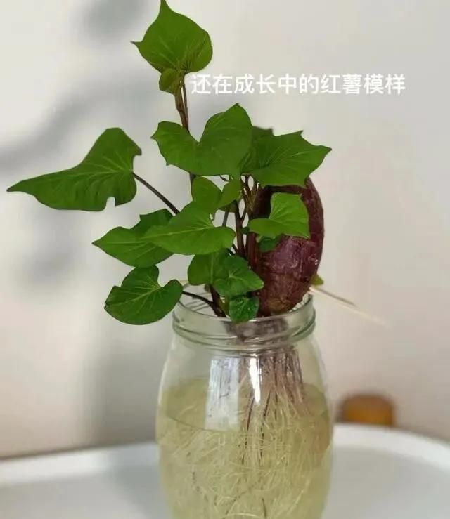 碗莲藕的种植方法水培