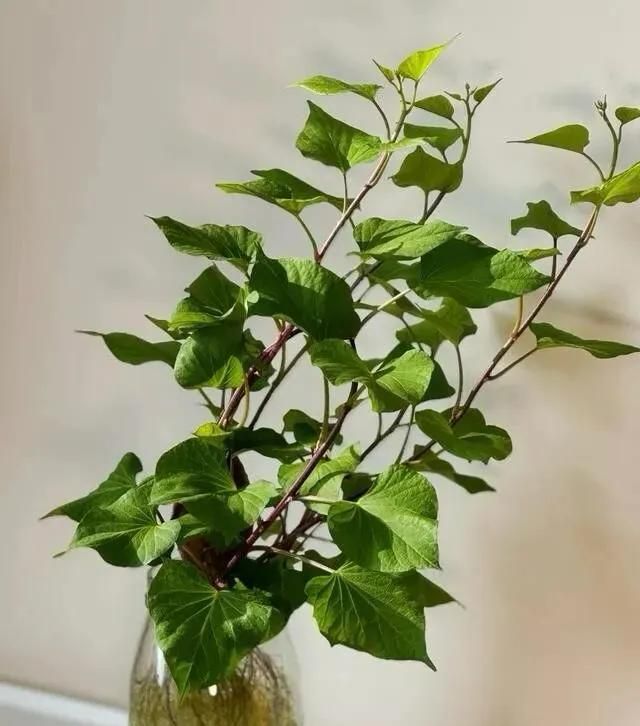 碗莲藕的种植方法水培