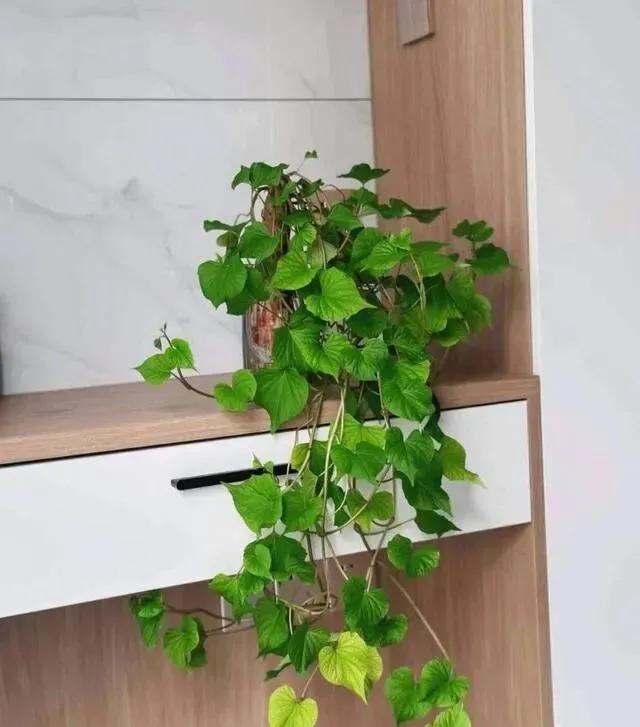 碗莲藕的种植方法水培