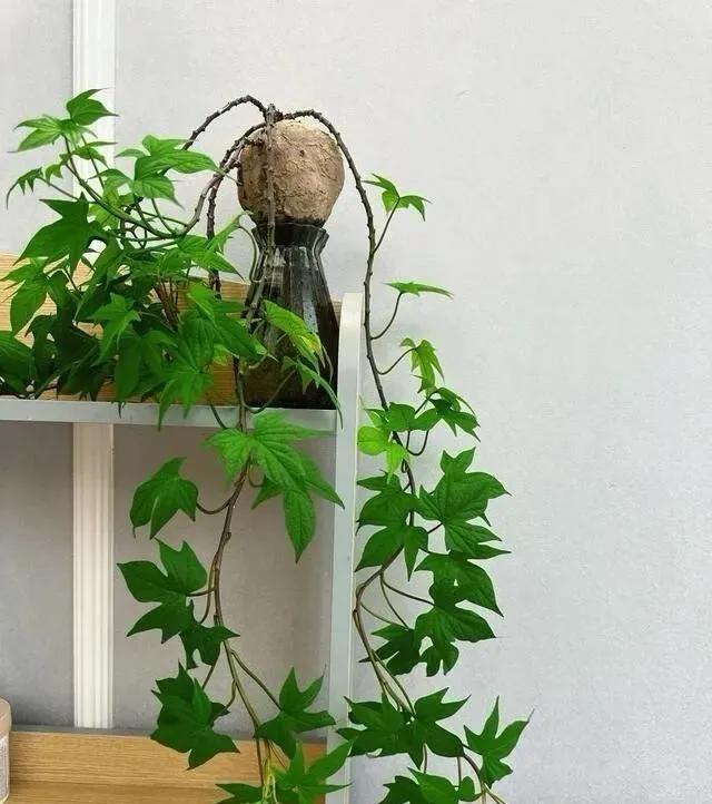 碗莲藕的种植方法水培