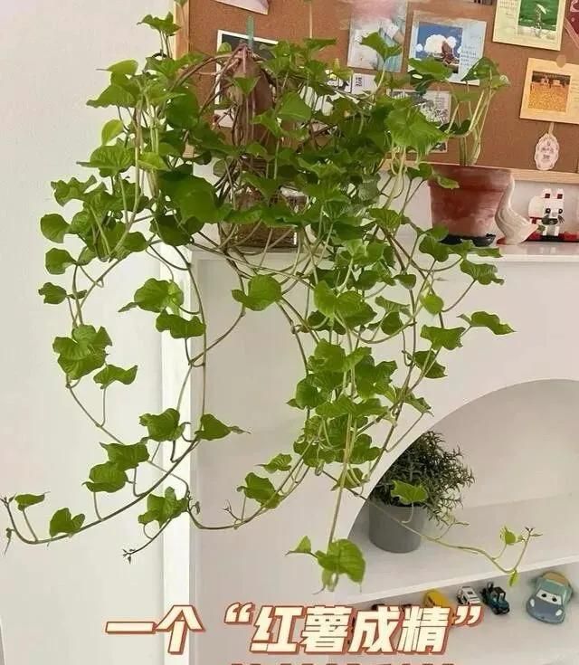 碗莲藕的种植方法水培