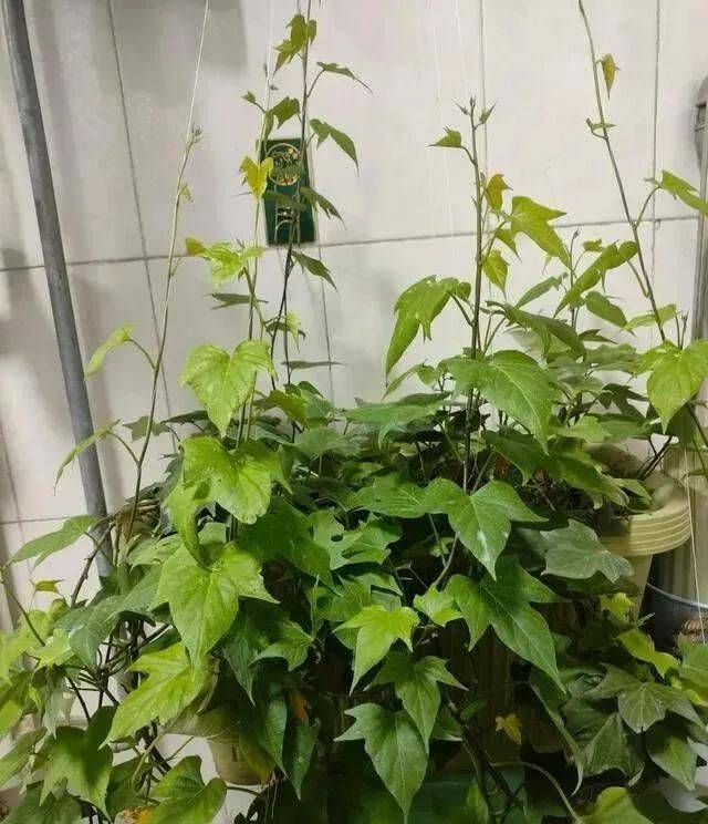 碗莲藕的种植方法水培