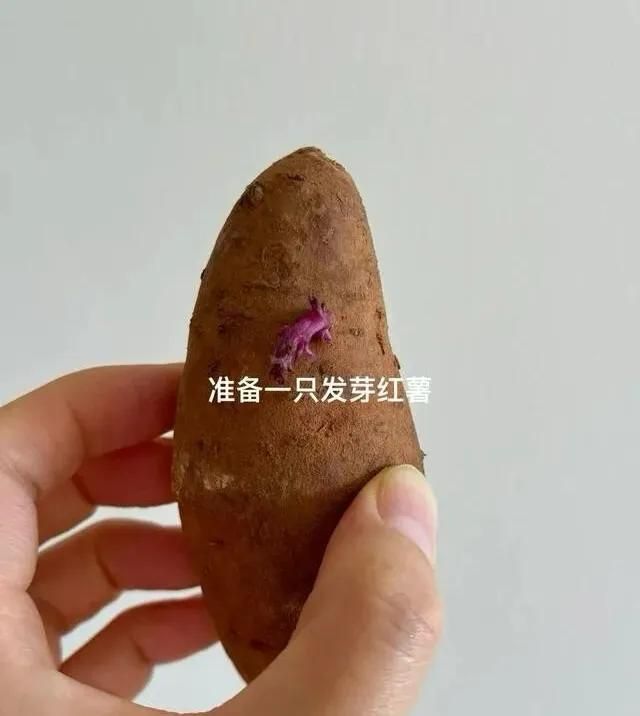 碗莲藕的种植方法水培