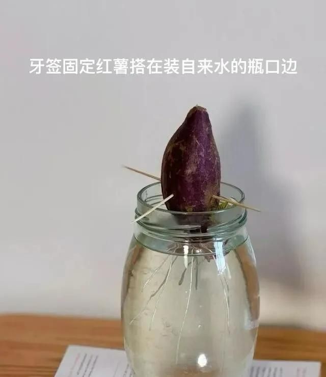 碗莲藕的种植方法水培