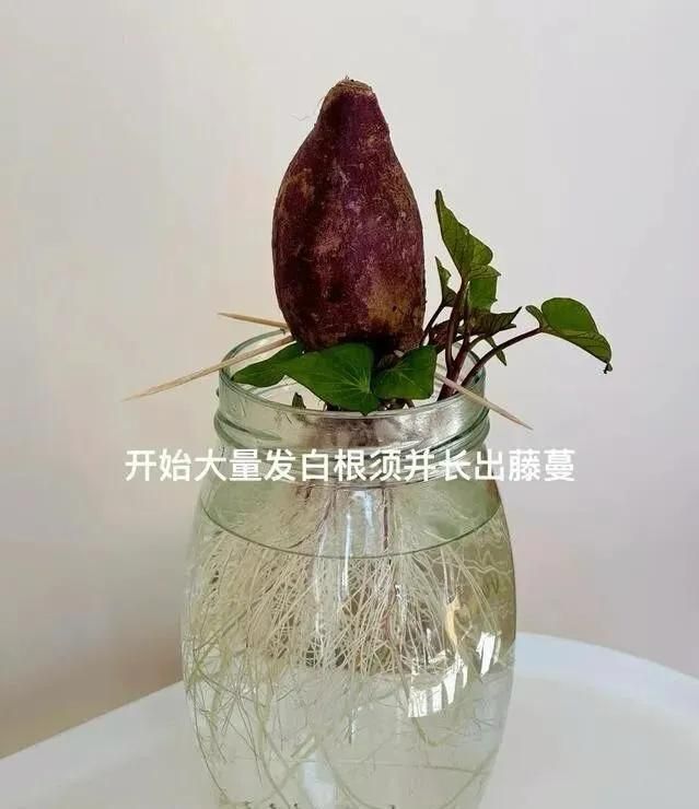 碗莲藕的种植方法水培