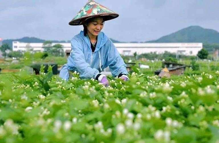 Jasmine planting technique