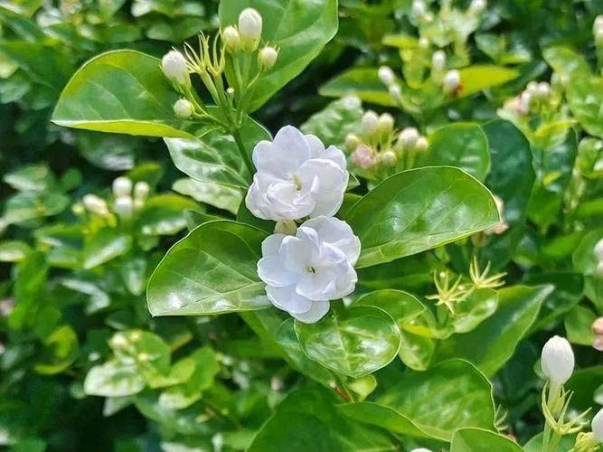 Jasmine planting technique