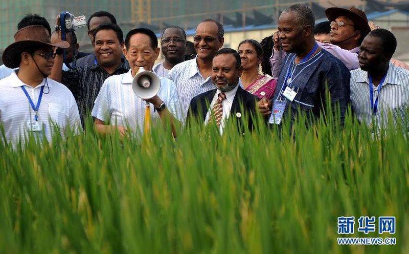 Salt-alkali rice cultivation techniques