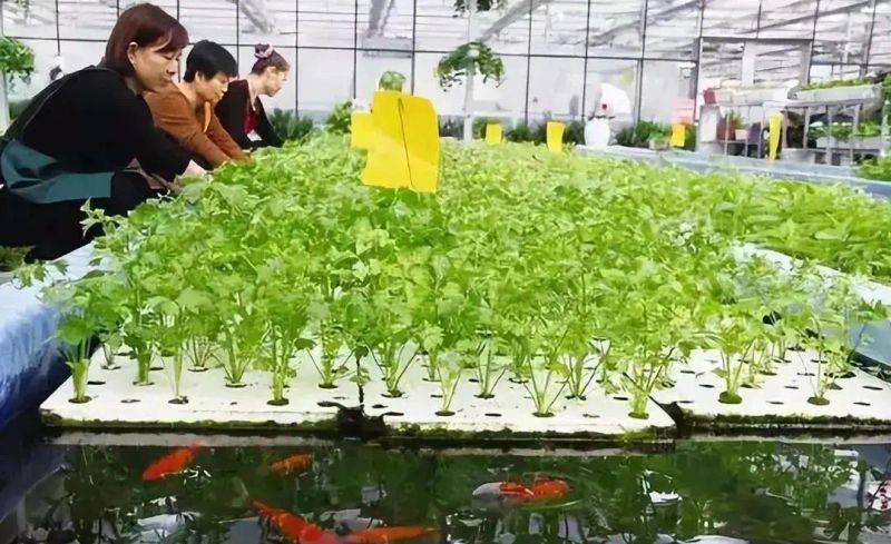 Pictures of techniques for water growing vegetables
