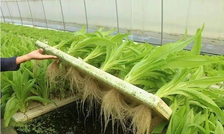 Pictures of techniques for water growing vegetables