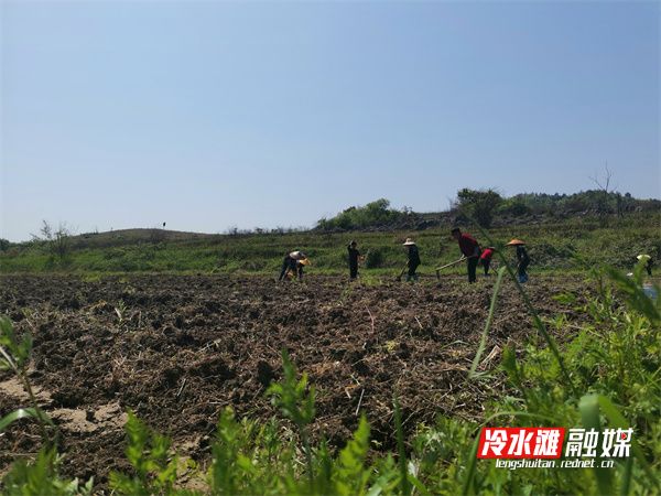 旱地高产玉米种植技术