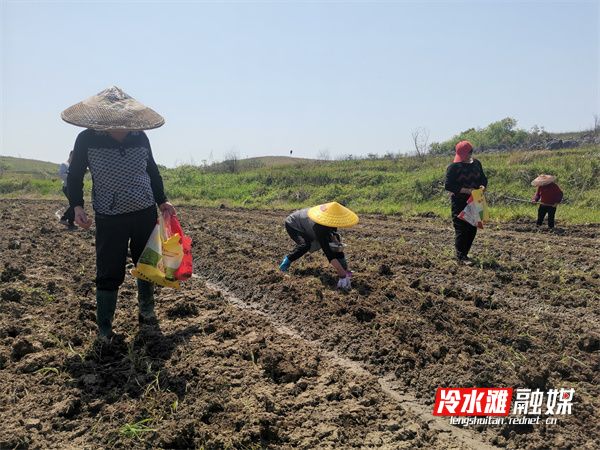 旱地高产玉米种植技术