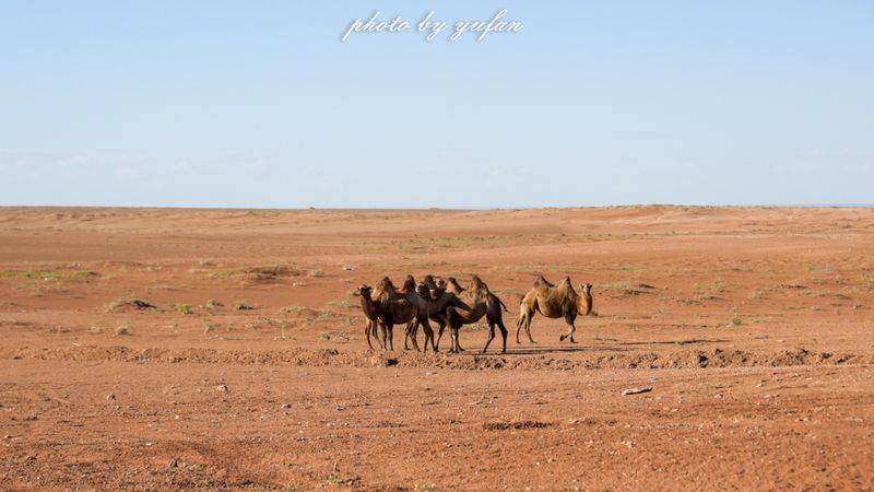 Characteristics and causes of desertification in the grasslands of huronbel
