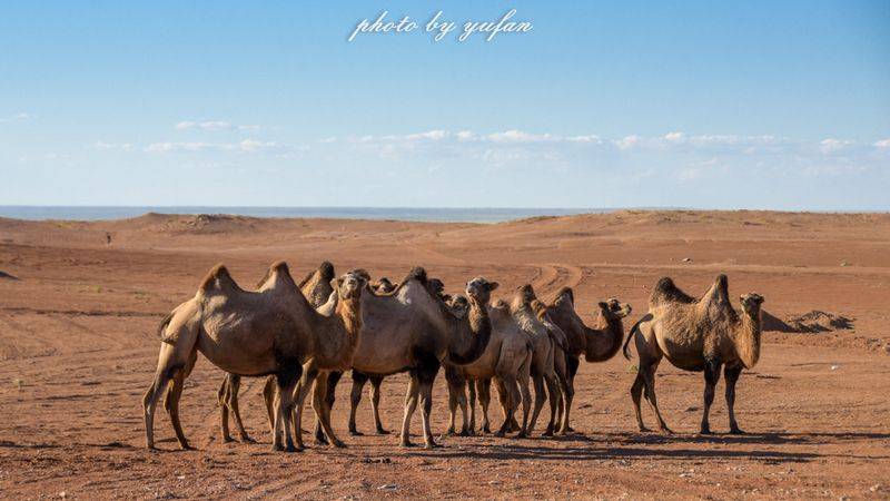 Characteristics and causes of desertification in the grasslands of huronbel