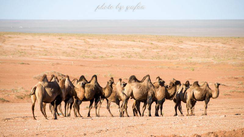 Characteristics and causes of desertification in the grasslands of huronbel