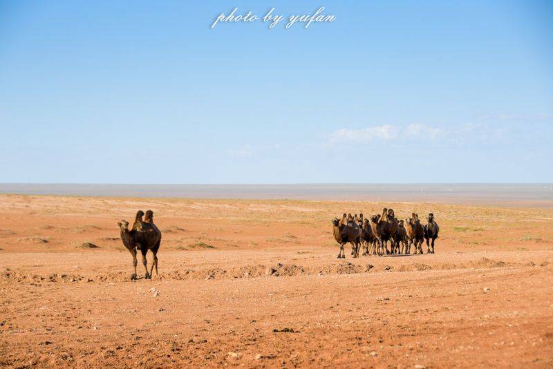 Characteristics and causes of desertification in the grasslands of huronbel