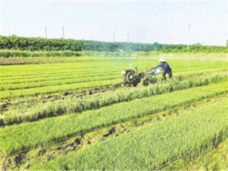 青岛藏着“江南稻乡” 即墨蓝村千亩盐碱稻田披新绿 最高亩产可达1200斤