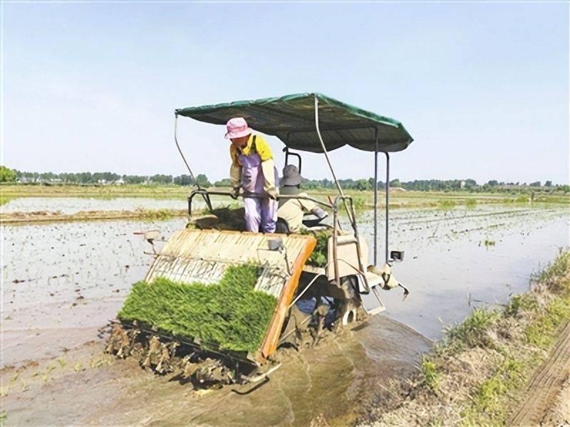 Salt-alkali rice cultivation techniques